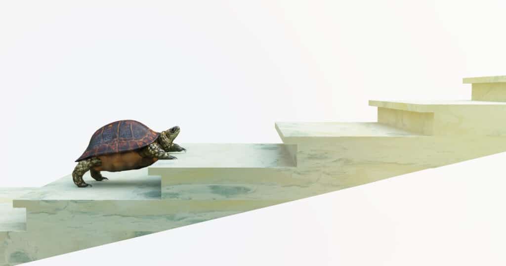 A turtle climbing a set of steps symbolizes the car accident settlement process.